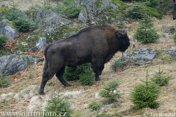 Zubor lesný (Bison bonasus)