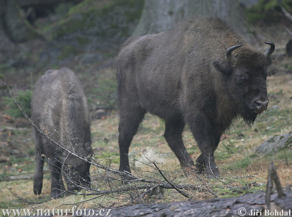 Zubor lesný (Bison bonasus)