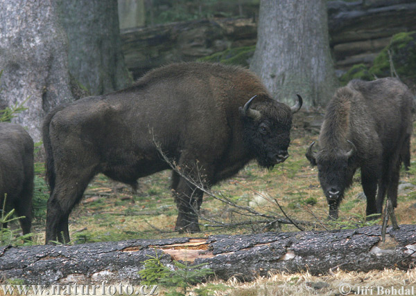 Zubor lesný (Bison bonasus)