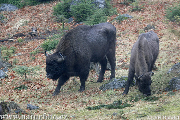 Zubor lesný (Bison bonasus)