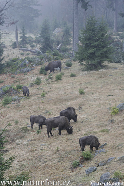 Zubor lesný (Bison bonasus)