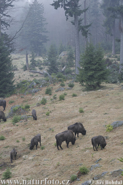 Zubor lesný (Bison bonasus)