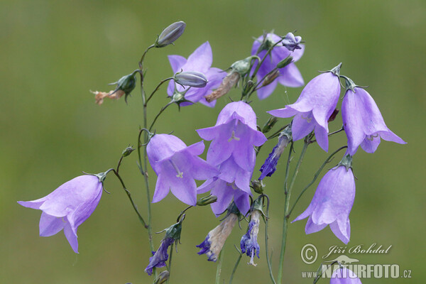 Zvonček okrúhlolistý (Campanula rotundifolia)