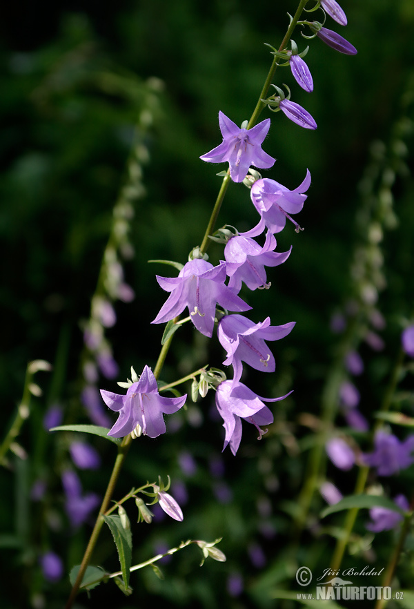 Zvonček repkovitý (Campanula rapunculoides)