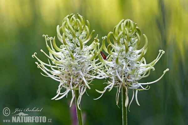 Zvonečník klasnatý (Phyteuma spicatum)