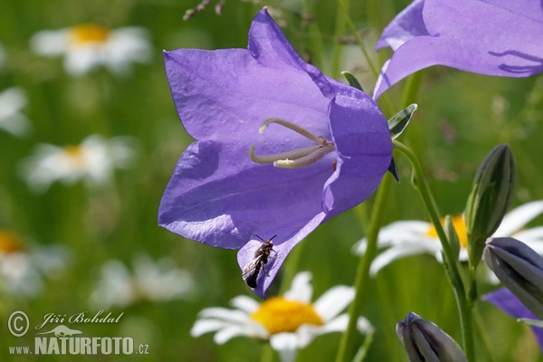 Zvonek broskvolistý (Campanula persicifolia)