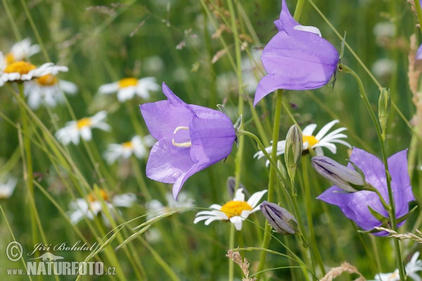 Zvonek broskvolistý (Campanula persicifolia)