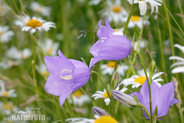 Zvonek broskvolistý (Campanula persicifolia)