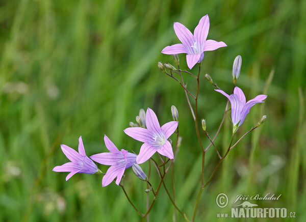 Zvonek rozkladitý (Campanula patula)