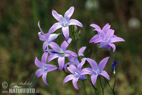 Zvonek rozkladitý (Campanula patula)