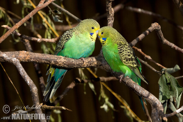 Andulka vlnkovaná (Melopsittacus undulatus)