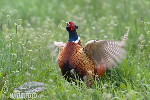 Bažant obecný (Phasianus colchicus)