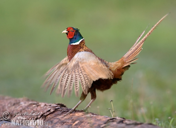 Bažant obecný (Phasianus colchicus)