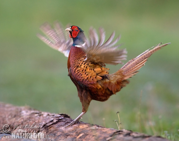 Bažant obecný (Phasianus colchicus)