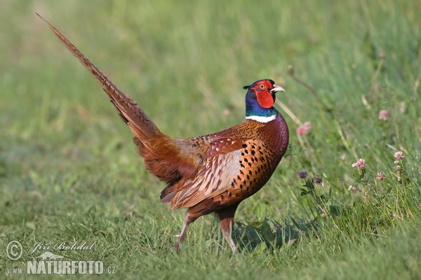 Bažant obecný (Phasianus colchicus)