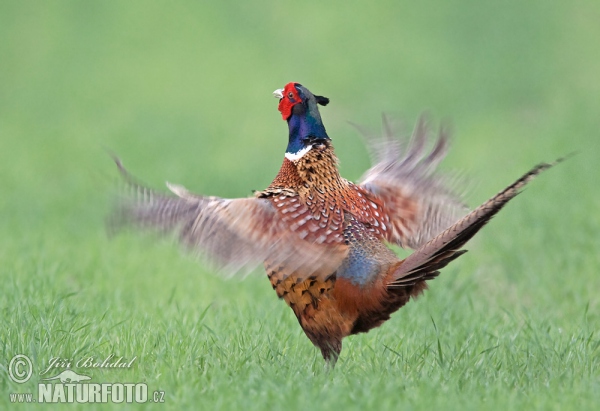 Bažant obecný (Phasianus colchicus)