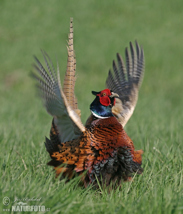 Bažant obecný (Phasianus colchicus)