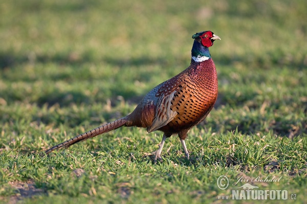 Bažant obecný (Phasianus colchicus)