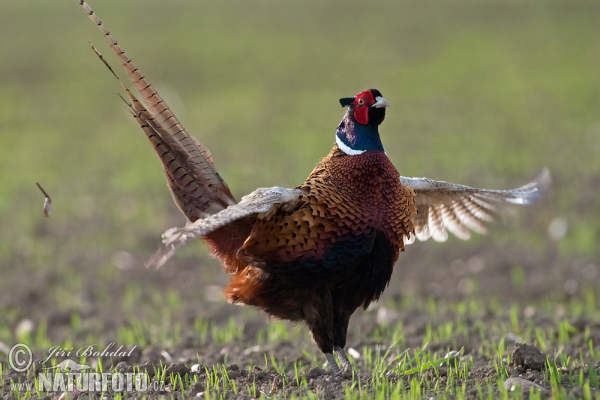 Bažant obecný (Phasianus colchicus)