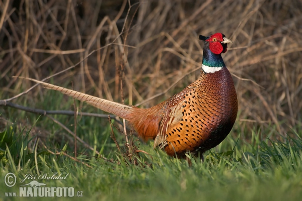 Bažant obecný (Phasianus colchicus)