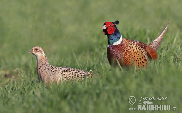 Bažant obecný (Phasianus colchicus)