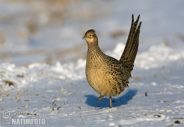 Bažant obecný - slepice (Phasianus colchicus)