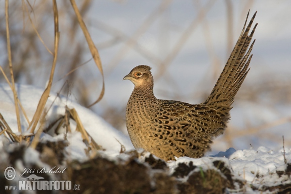 Bažant obecný - slepice (Phasianus colchicus)