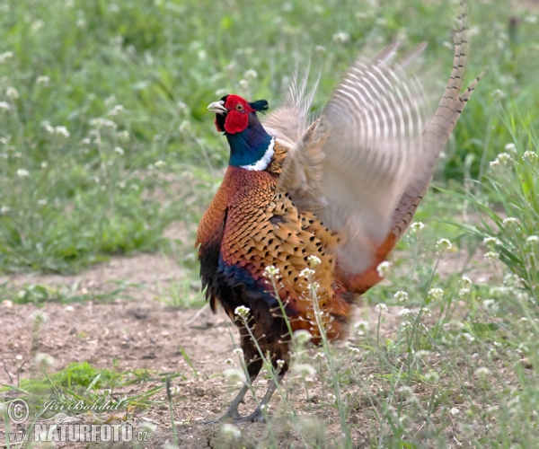 Bažant obyčajny (Phasianus colchicus)