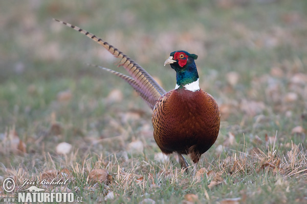 Bažant obyčajny (Phasianus colchicus)