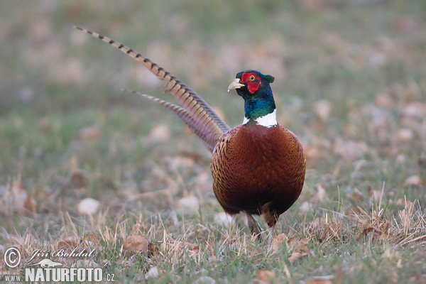 Bažant obyčajny (Phasianus colchicus)