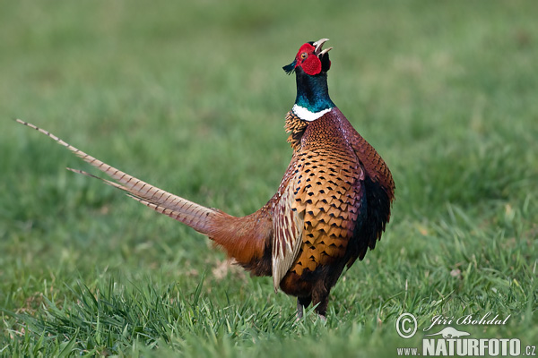 Bažant obyčajny (Phasianus colchicus)