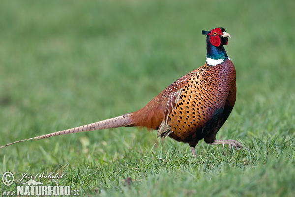 Bažant obyčajny (Phasianus colchicus)