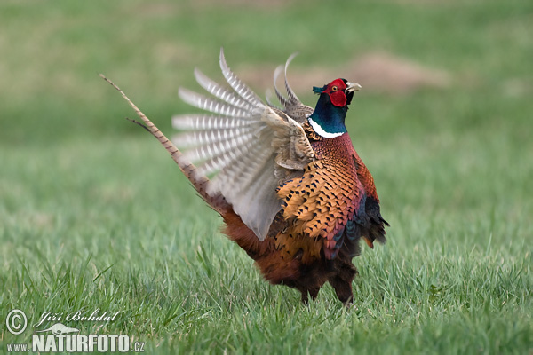 Bažant obyčajny (Phasianus colchicus)