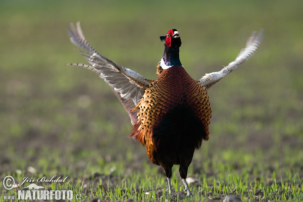 Bažant obyčajny (Phasianus colchicus)