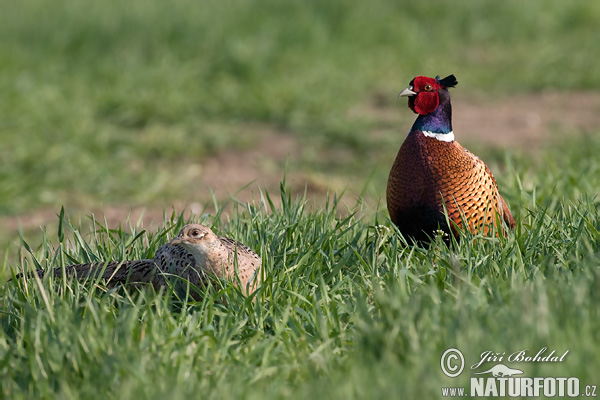 Bažant obyčajny (Phasianus colchicus)