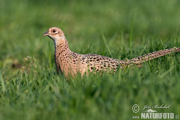 Bažant obyčajny (Phasianus colchicus)