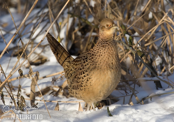 Bažant obyčajny (Phasianus colchicus)