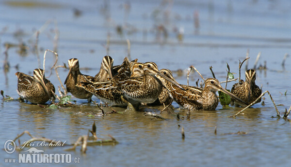 Bekasina otavní (Gallinago gallinago)