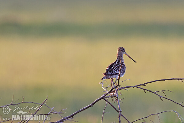 Bekasina otavní (Gallinago gallinago)