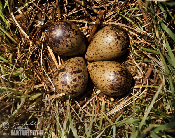 Bekasina otavní - hnízdo (Gallinago gallinago)