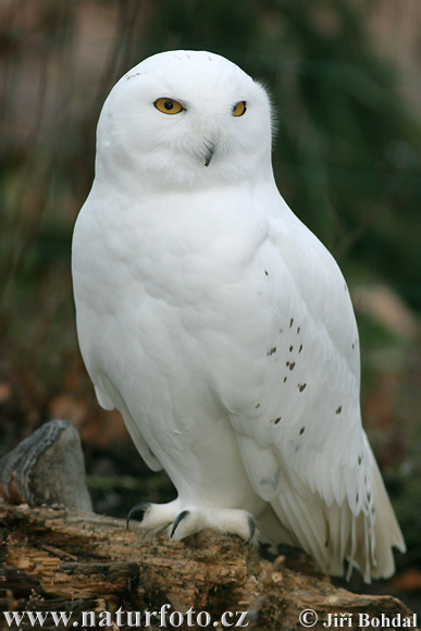 Belaňa tundrová (Nyctea scandiaca)