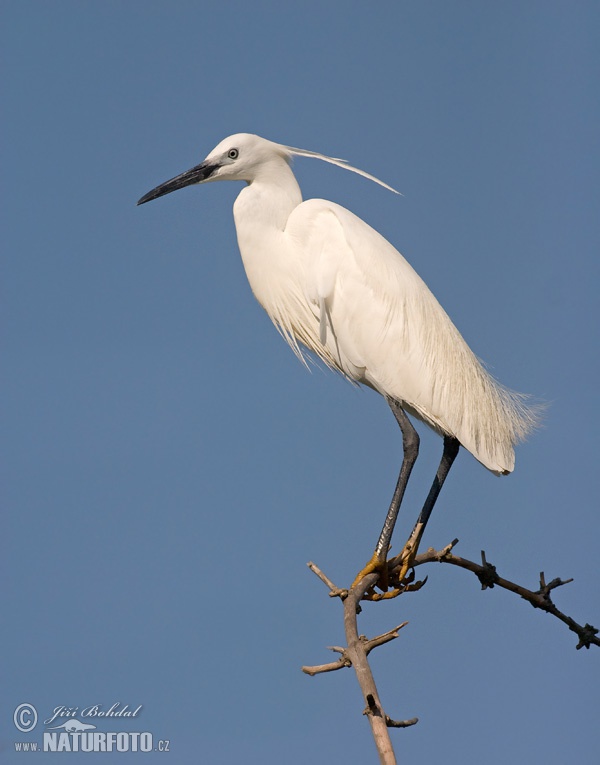 Beluša malá, Volavka striebristá, Čapľa malá (Egretta garzetta)