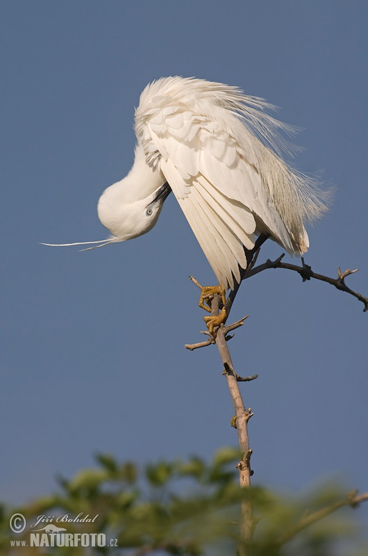 Beluša malá, Volavka striebristá, Čapľa malá (Egretta garzetta)