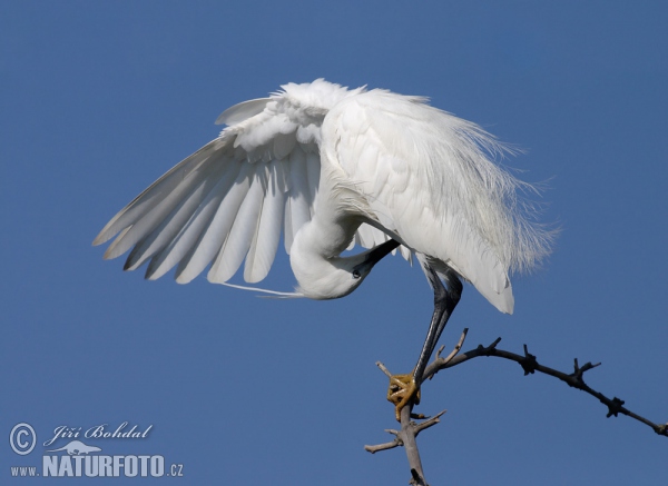 Beluša malá, Volavka striebristá, Čapľa malá (Egretta garzetta)