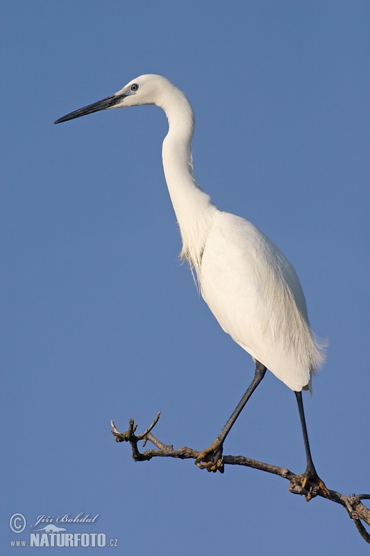 Beluša malá, Volavka striebristá, Čapľa malá (Egretta garzetta)