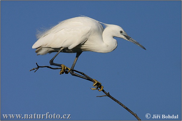 Beluša malá, Volavka striebristá, Čapľa malá (Egretta garzetta)