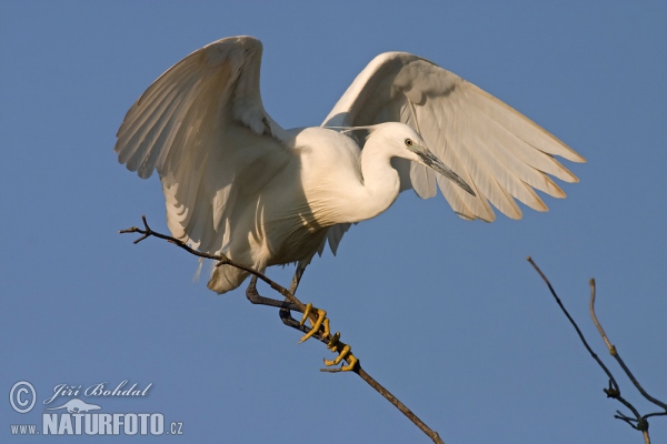 Beluša malá, Volavka striebristá, Čapľa malá (Egretta garzetta)