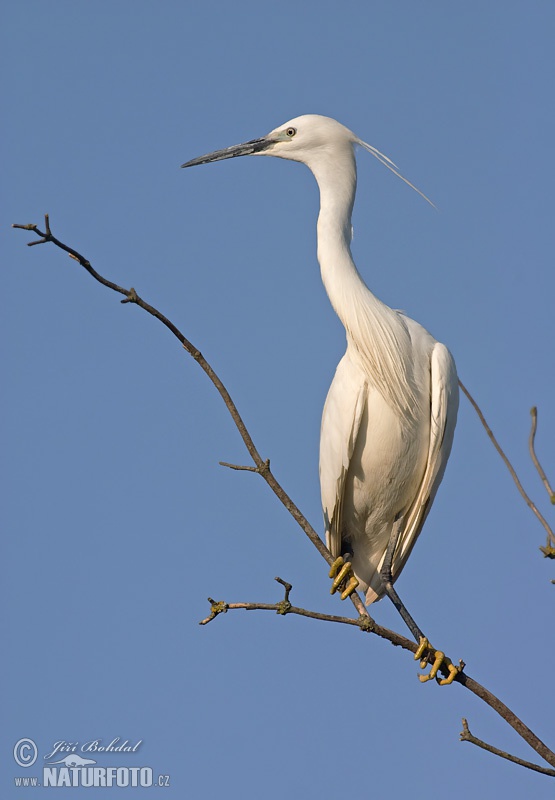 Beluša malá, Volavka striebristá, Čapľa malá (Egretta garzetta)