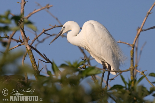 Beluša malá, Volavka striebristá, Čapľa malá (Egretta garzetta)