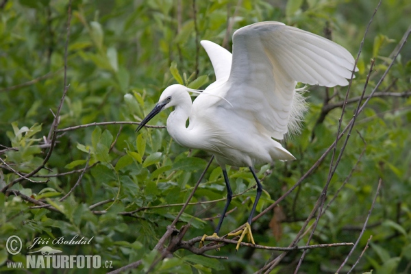 Beluša malá, Volavka striebristá, Čapľa malá (Egretta garzetta)